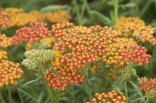 Achillea millefolium 'Walther Funcke' - Közönséges cickafark