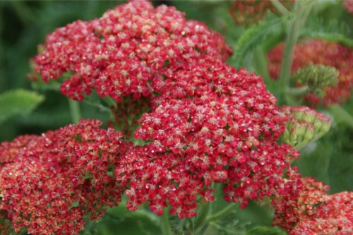 Achillea millefolium 'Belle Epoque' - Közönséges cickafark