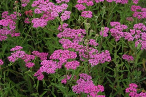 Achillea millefolium 'Dark Lilac Beauty' - Közönséges cickafark