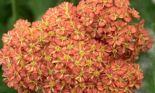 Achillea millefolium DESERT EVE™ 'Terracotta' - Közönséges cickafark