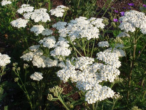 Achillea filipendulina 'Heinrich Vogeler' - Jószagú cickafark