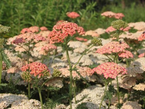 Achillea millefolium 'Lachsschönheit' - Közönséges cickafark