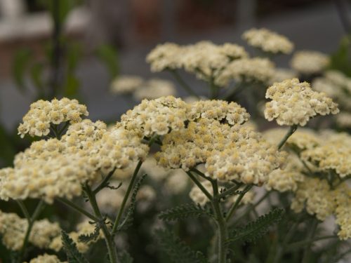Achillea 'Moon Dust' - Cickafark