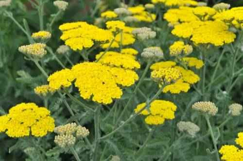 Achillea 'Moonshine' - Cickafark