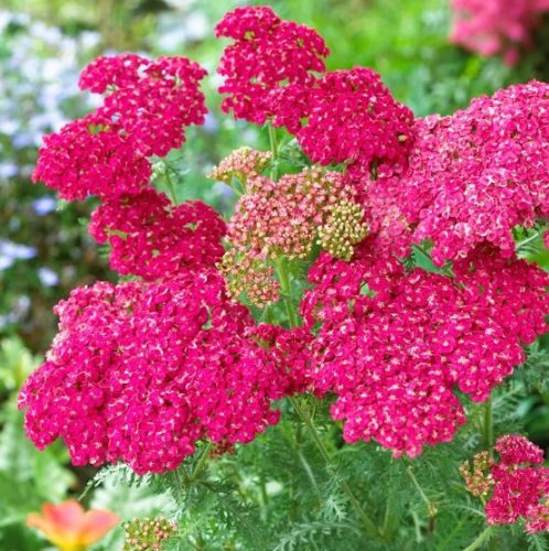 Achillea millefolium 'Saucy Seduction' - Közönséges cickafark
