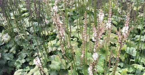 Actaea (syn. Cimicifuga) japonica 'Cheju-Do' - Japán poloskavész