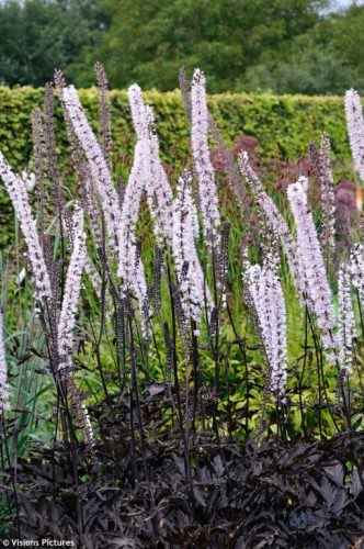 Actaea (syn. Cimicifuga) simplex 'James Compton' - Füzéres poloskavész