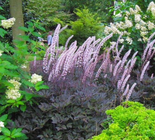 Actaea (syn. Cimicifuga) simplex 'Pink Spike' - Füzéres poloskavész