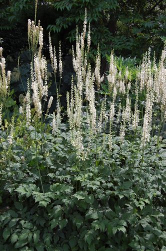 Actaea (syn. Cimicifuga) racemosa - Rövidágú poloskavész