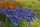 Agapanthus 'Northern Star®'