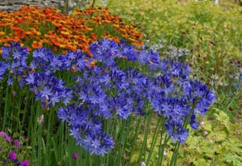 Agapanthus 'Northern Star®'