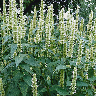 Agastache rugosa 'Alabaster' - Kínai izsópfű