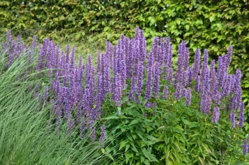 Agastache rugosa 'Blue Fortune' - Kínai izsópfű