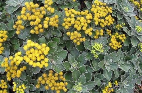 Ajania pacifica 'Silver & Gold'