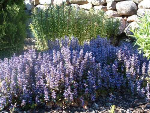 Ajuga reptans 'Atropurpurea' - Indás ínfű
