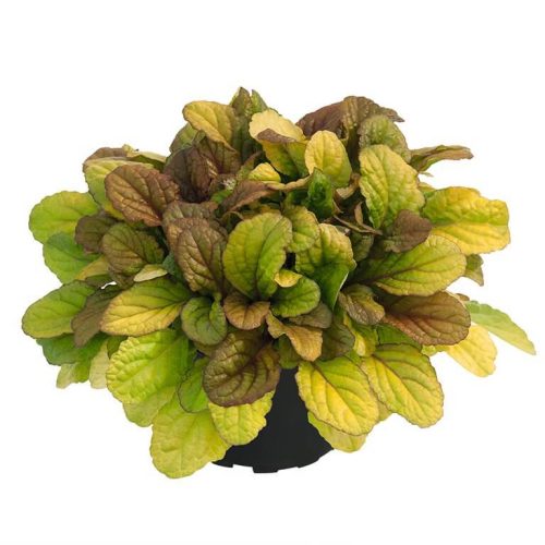 Ajuga reptans BEST BUDDIES® 'Caramel' - Indás ínfű