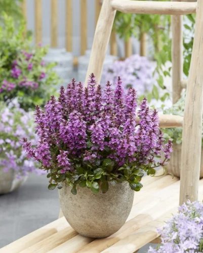 Ajuga reptans 'Midnight Mystery™' - Indás ínfű
