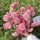 Scabiosa Salmon Queen - Ördögszem