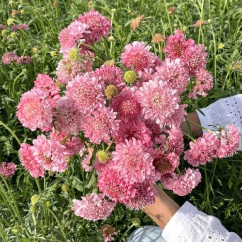 Scabiosa Salmon Queen - Ördögszem